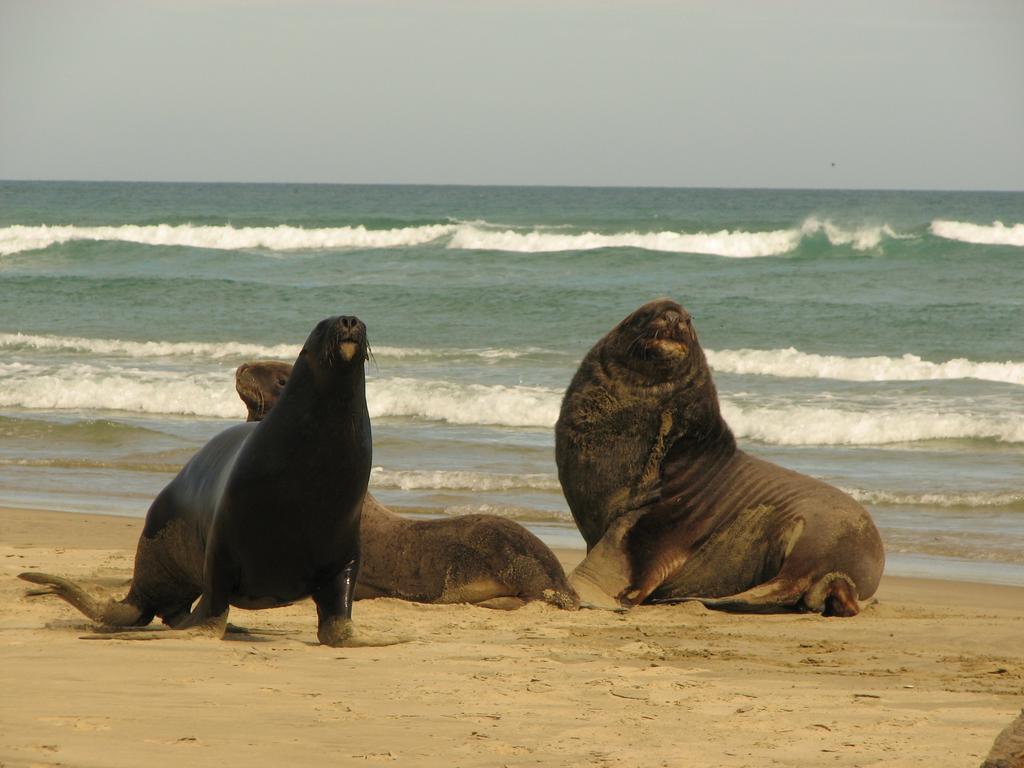 Catlins Newhaven Holiday Park โอวากะ ภายนอก รูปภาพ